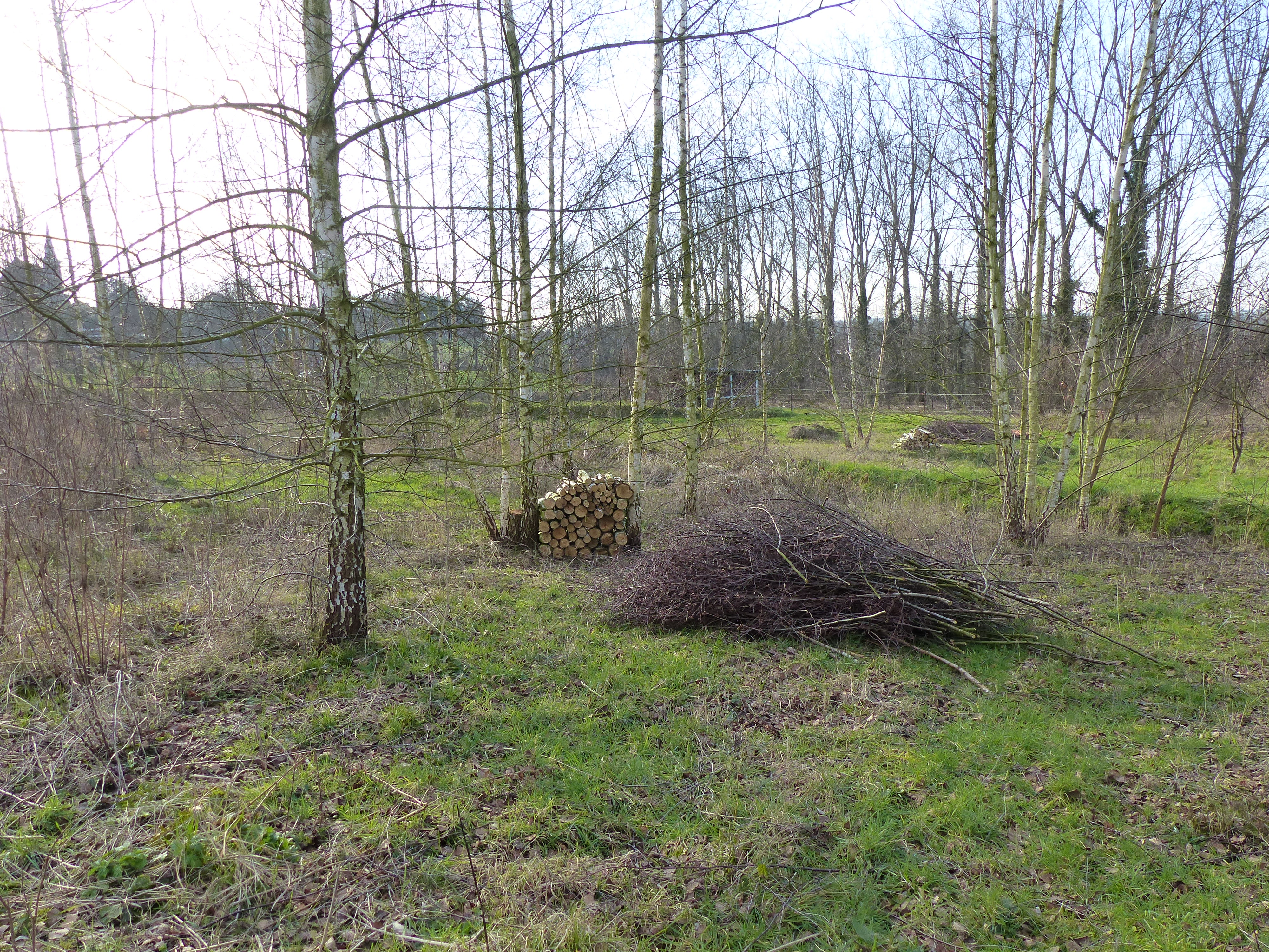 Winter woodland showing piled logs and brush.